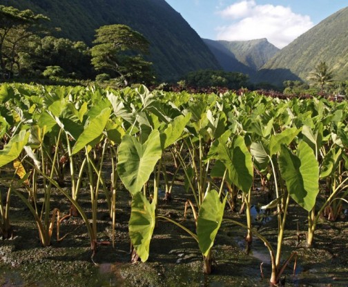 Lo'i Kalo